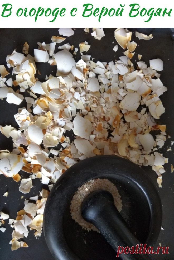 Скорлупа яиц. Бесплатное средство для раскисления почвы - В огороде с Верой Водян