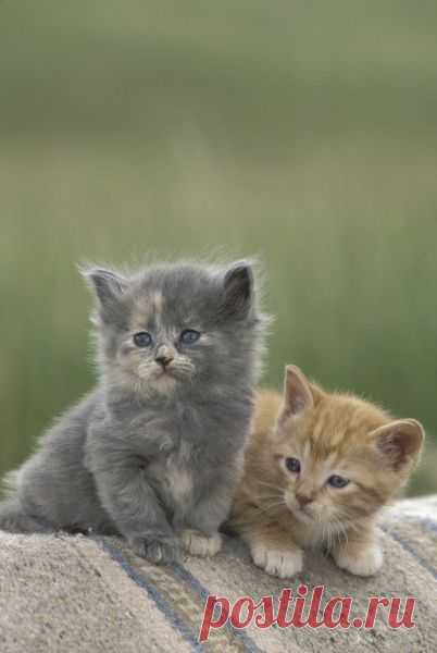 "Two barn kittens pose on a horse blanket" Picture art prints and posters by Danita Delimont - ARTFLAKES.COM