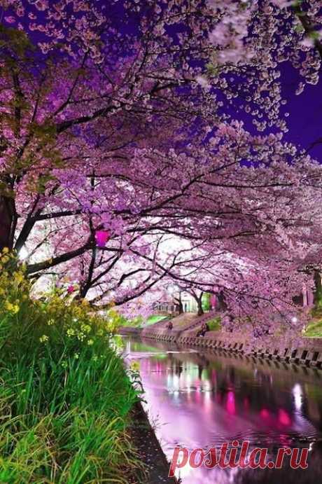 ЦВЕТЕНИЕ САКУРЫ, КИОТО, ЯПОНИЯ.

Японская сакура - это известный символ Японии и японской культуры. Хаару, по-японски весна - время цветения японской сакуры, с которой связан один из самых красивых праздников. Ханами - это древняя японская традиция любования цветами, один из самых популярных весенних праздников (от слов &quot;хана&quot; - цветок и &quot;ми&quot; - смотреть), что дословно означает &quot;рассматривание цветов&quot;.