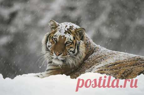 Siberian Tiger Portrait In Snow Storm by Konrad Wothe Siberian Tiger Portrait In Snow Storm Photograph by Konrad Wothe