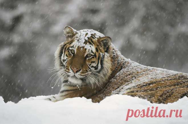 Siberian Tiger Portrait In Snow Storm by Konrad Wothe Siberian Tiger Portrait In Snow Storm Photograph by Konrad Wothe