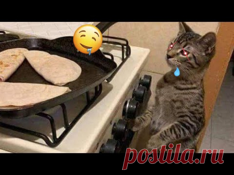 You Laugh You Lose 😍 Funniest Animals 😅 New Funny Cats Moments 😸
