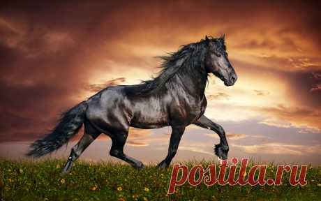Dark Horse - Horses Wallpaper (40692099) - Fanpop