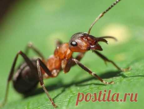 Как бороться с муравьями? Простой способ избавится от муравьев
