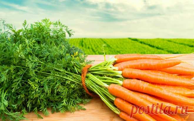 Как вырастить ровную и сладкую морковь - все секреты » Женский Мир