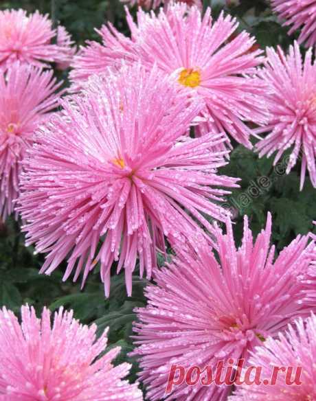 Фото &quot;Розовые хризантемы Чародейка.&quot; :: PhotoGlade - фото цветов: хризантем, роз, тюльпанов