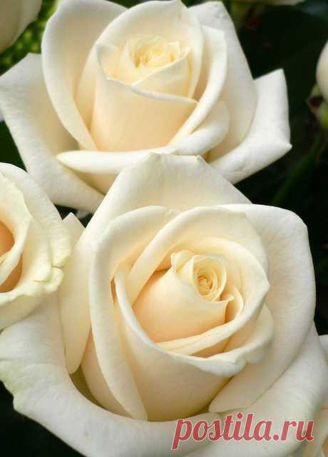 Roses - white - still my favorites - with dark chocolate and champagne.
flickr от Luigi Strano   |  Pinterest: инструмент для поиска и хранения интересных идей