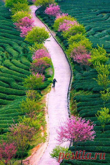 ˚Tea Farm in Spring - China by zhangning @ 500px tea farm spring/China zhangning | Maria Elias приколол(а) это к доске Around The World