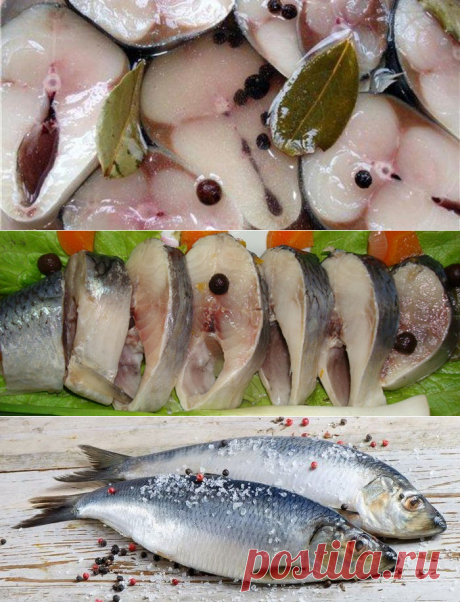 Как солить селедку в домашних условиях: вкусные рецепты засолки рыбы, видео