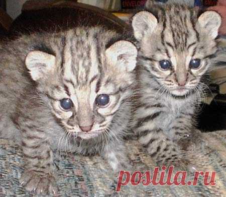 Geoffroy's Cat - Little Amazon Night Stalker | Animal Pictures and Facts | FactZoo.com