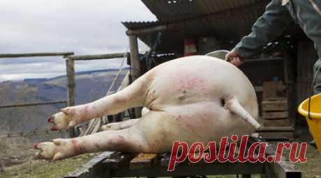 На Кубани уничтожат свыше 57 тысяч свиней из-за АЧС. В Южном межрегиональном управлении Россельхознадзора заявили, что в Краснодарском крае уничтожат более 57 тыс. свиней из-за распространения африканской чумы свиней (АЧС). Читать далее