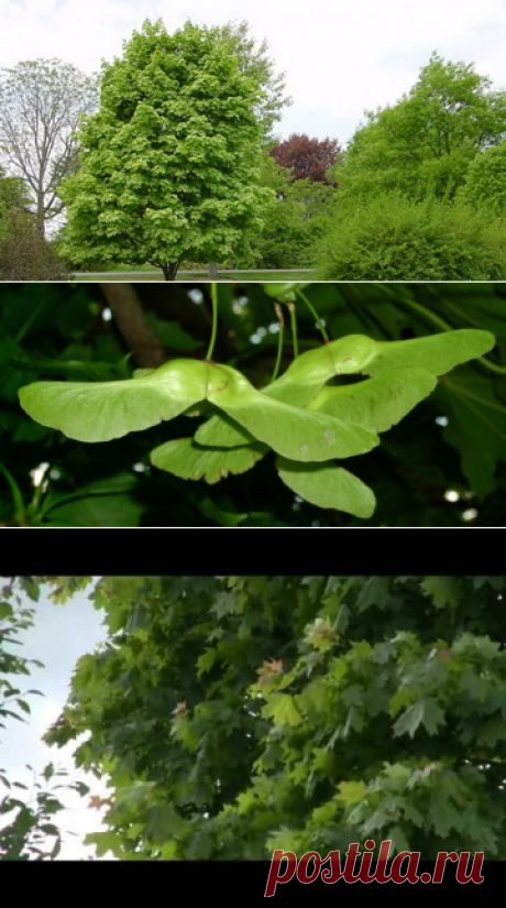 Клен остролистный: описание с фото дерева и листьев, плоды растения и способы его размножения