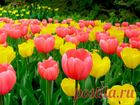 Вязаные цветы. Салфетки с тюльпанами, крючком. | NataliyaK | Яндекс Дзен