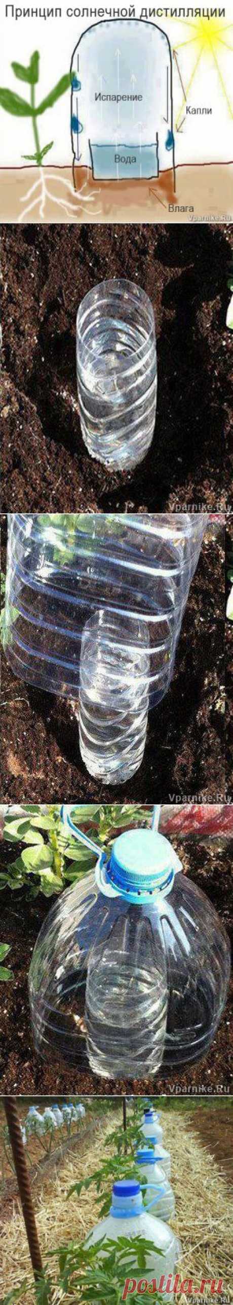 Простой способ саморегулируемого полива при помощи пластиковых бутылок | Vparnike.ru