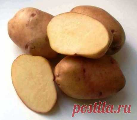 Характеристика картофеля крепыш отзывы Огород без хлопот - информационный сайт для дачников, садоводов и огородников.