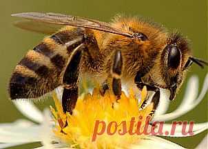 Апитерапия или лечение пчёлами | Первая помощь