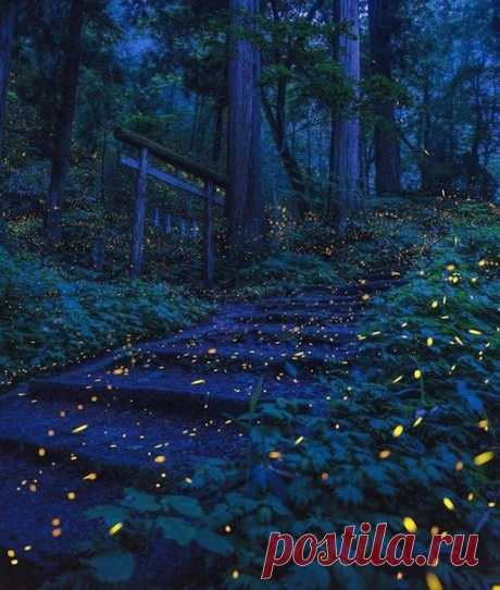 Светлячки ночью в лесу возле Нагано, Япония.
