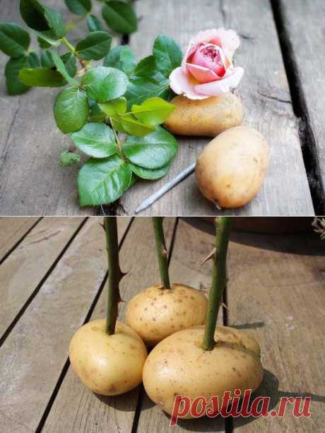 Как вырастить розу из картошки - Своими руками