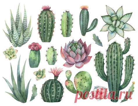 Watercolor vector set of cacti and succulent plants isolated on white... Watercolor vector set of cacti and succulent plants isolated on white background. Flower illustration for your projects, greeting cards and invitations.