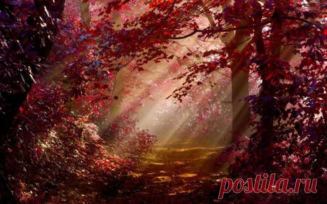 HD Autumn Forest Path Wallpaper | Download Free - 58585