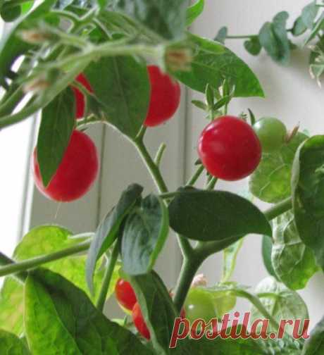 Как вырастить помидоры к маю без теплицы и без рассады...