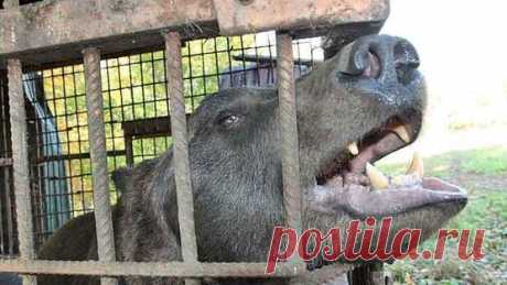 Петиция · Просим вмешаться в ситуацию с травлей и мучениями медведя в Самаре! · Change.org