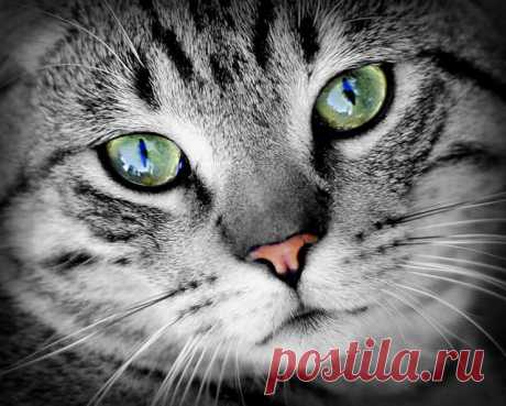 Подборка фото с котиками. Милые создания. №lublusebya-36351227042019 | Люблю Себя