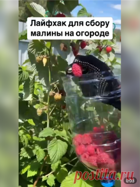 Собираем малину быстро и удобно
#огород в июне
