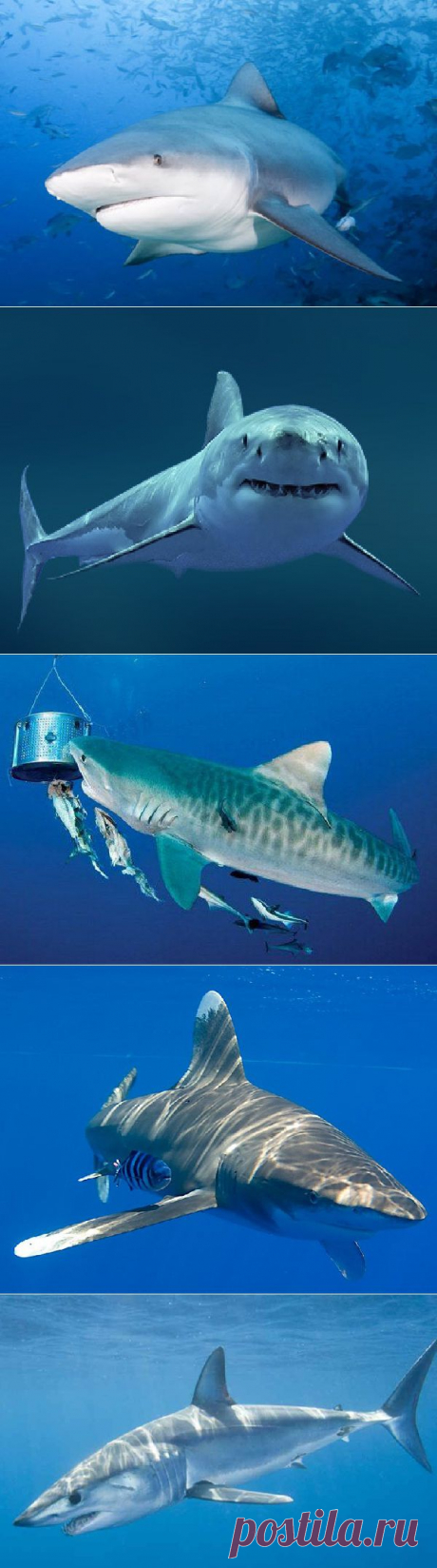 Самые опасные акулы планеты - сайт Природа