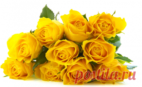 Yellow Rose 39275_Flower Photo_Floral__Gallery Wallpaper_68Design