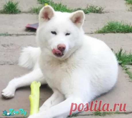 Девочка собака Акита ину купить в Минске на сайте объявлений