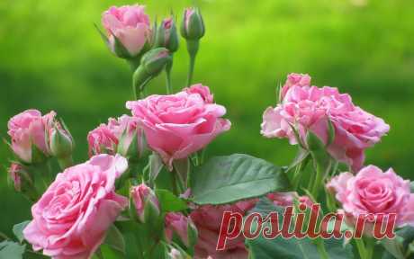 Pink roses wallpaper - 1113253