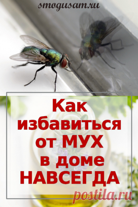 Как избавиться от мух в доме народными способами навсегда