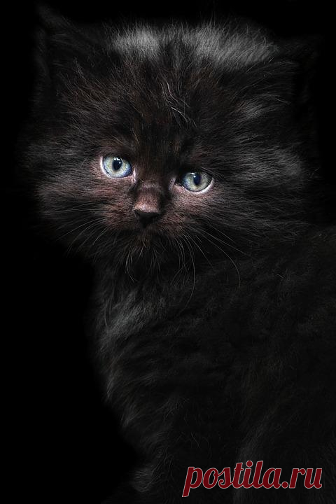 Кошка Ребенок Мейн Кун - Бесплатное фото на Pixabay