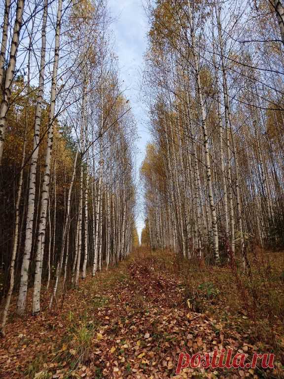 ГРИБНИКИ
Леонид Горбунов