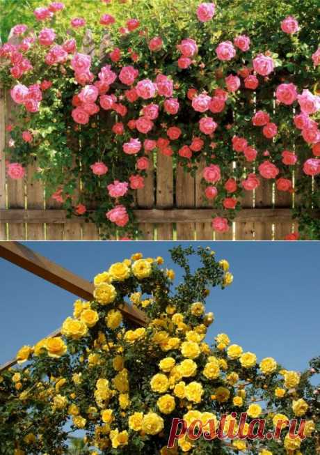 Плетистые розы в саду: посадка, выращивание, укрытие на зиму | РОЗЫ