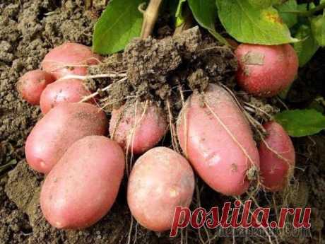 Увеличение урожая за счет деления клубня картофеля. Миф или реальность?