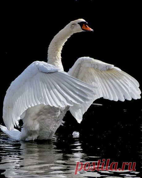 Midnight Swan | Swan lake and duck pond