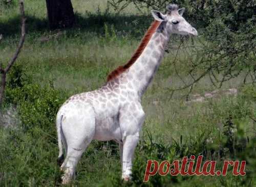 Фотография редкого белого жирафа.