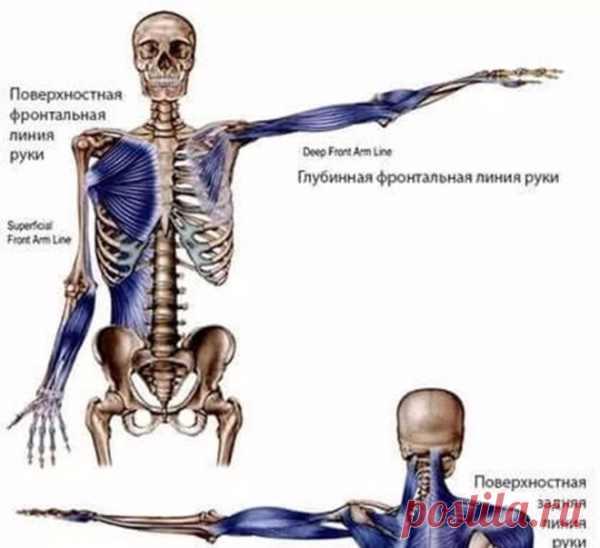 Меридианы на теле человека схема