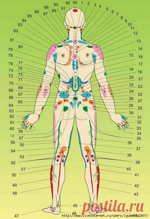 Внутренние органы на теле человека. Акупунктурные точки. Вид сзади