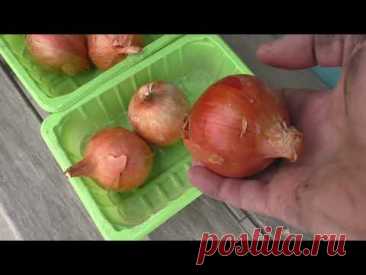 Как сажать маточные луковицы репки для выращивания семян лука чернушки