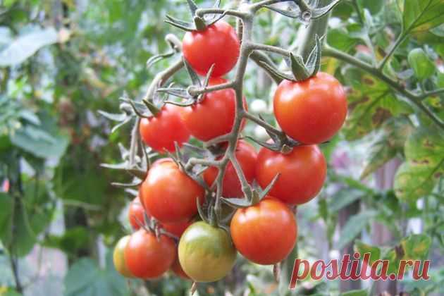 Круглая и гладкая «Настя»
Спелые помидоры сорта «Настя» имеют ярко-красный цвет, плоды круглые, гладкие, выровненные, плотные,...
Читай дальше на сайте. Жми подробнее ➡