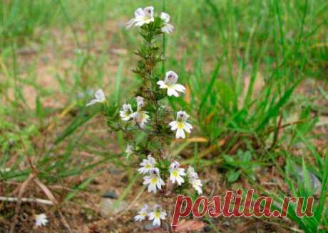 Лекарственное растение Очанка прямая (Euphrasia stricta). Однолетнее растение высотой 10-20 см с прямостоячим стеблем и дуговидно восходящими боковыми побегами, ветвящимися от основания. Листорасположение супротивное, листья голые, яйцевидные, с каждой стороны по 3-6 острых зубчиков, ко времени цветения увядают или опадают. Белые или бело-фиолетовые цветки с желтым пятном на 3-лопастной нижней губе.