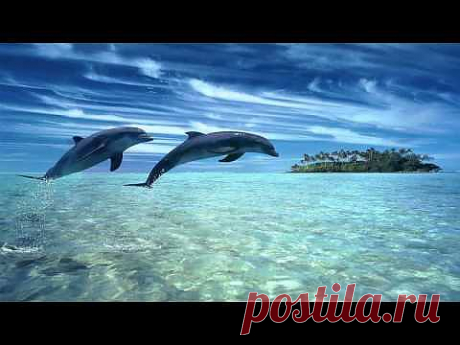 ▶ ♫ Dolphin dreams ♫ Melody oceans ♫ Zen and Relaxation ♫ - YouTube