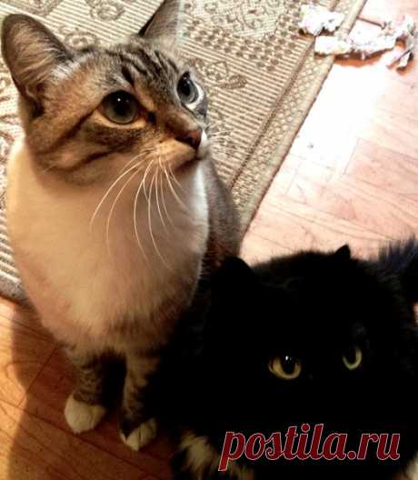Что может кот | Кошка Чернуха и кот Беляшик | Яндекс Дзен