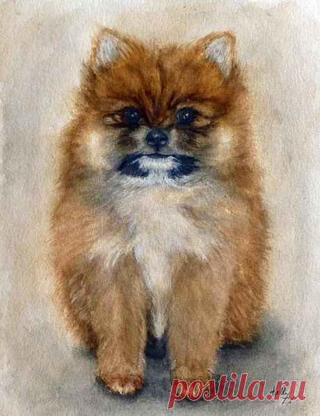 Pomeranian Puppy  by Kelly Mills Pomeranian Puppy  Painting by Kelly Mills