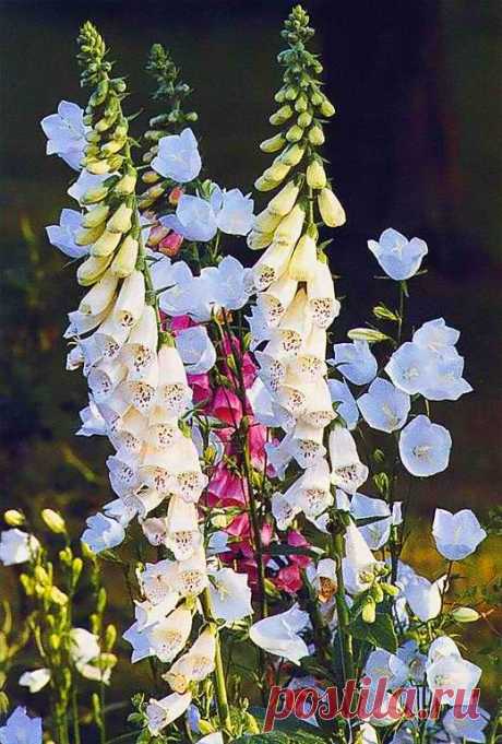 Деревенский сад. Фото цветов для сада в стиле кантри. | Любимые цветы