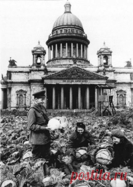 Сбор урожая капусты у Исаакиевского собора в Ленинграде, 1942 г.