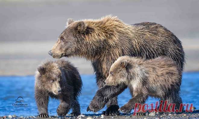 Her First Litter of Cubs Coastal Brown Bear (Ursus arctos) family. New mom with her first litter of cubs. They are about 7-8 months old. Mom proved to be an excellent fisher - she (usually) shared her catch with the cubs. Both cubs (females) carried full little bellies off the beach on this morning. Here the cubs warily eye each other - they were constantly sparring while mom was fishing. Lake Clark National Park, Alaska.